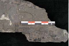 Foto (Detailansicht) von Thinfeldia lunzensis Ettingshausen (NHMW-GEO-2024-0188-10589)
